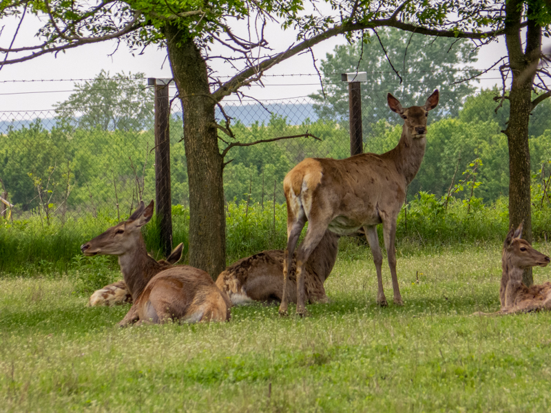 Carpathian red deer (Cervus elaphus)