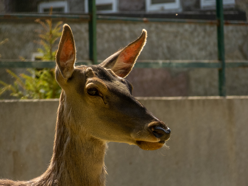Carpathian red deer (Cervus elaphus)