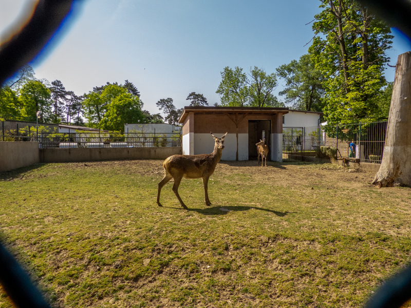 Carpathian red deer (Cervus elaphus)