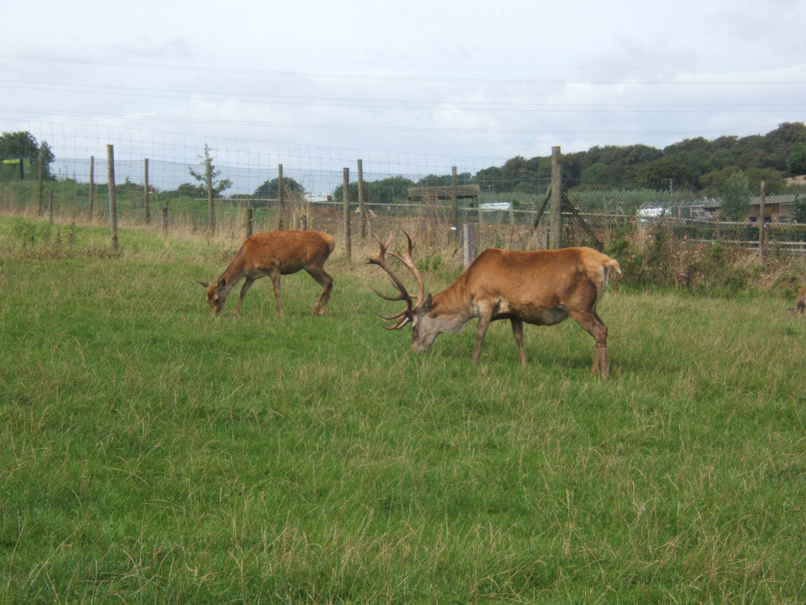 Carpathian Red Deer