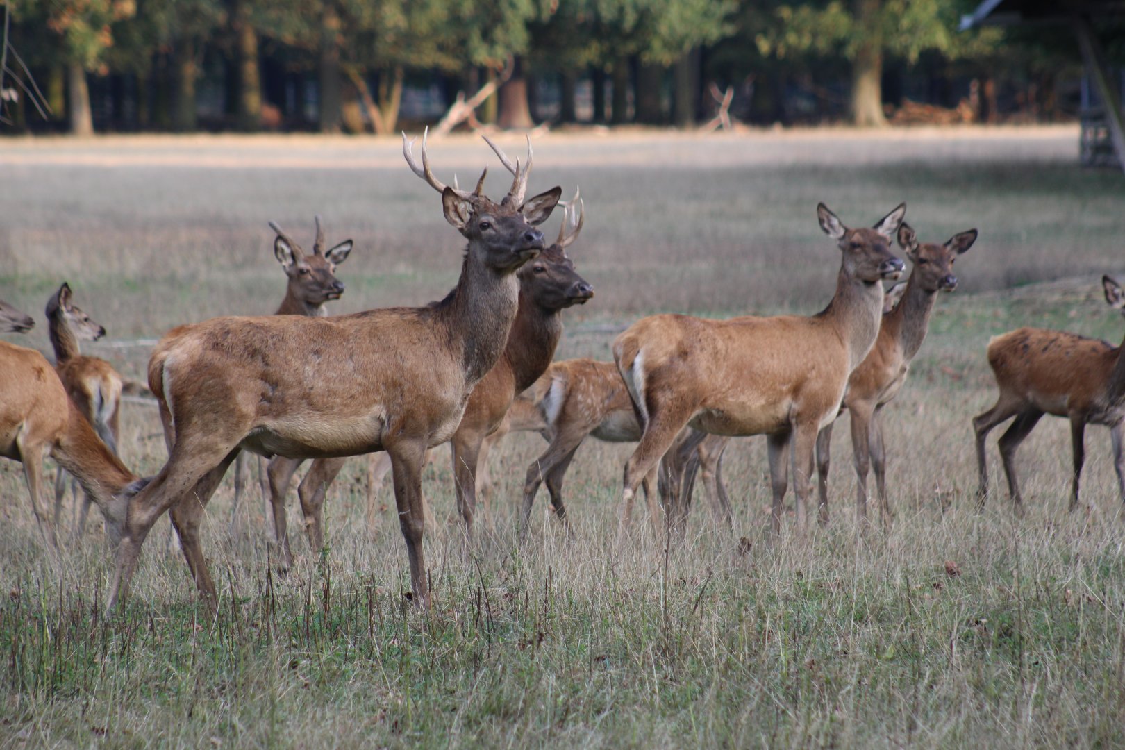 Carpathian Red Deer