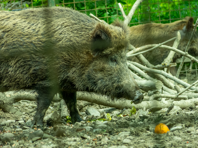 Carpathian wild boar (Sus scrofa)