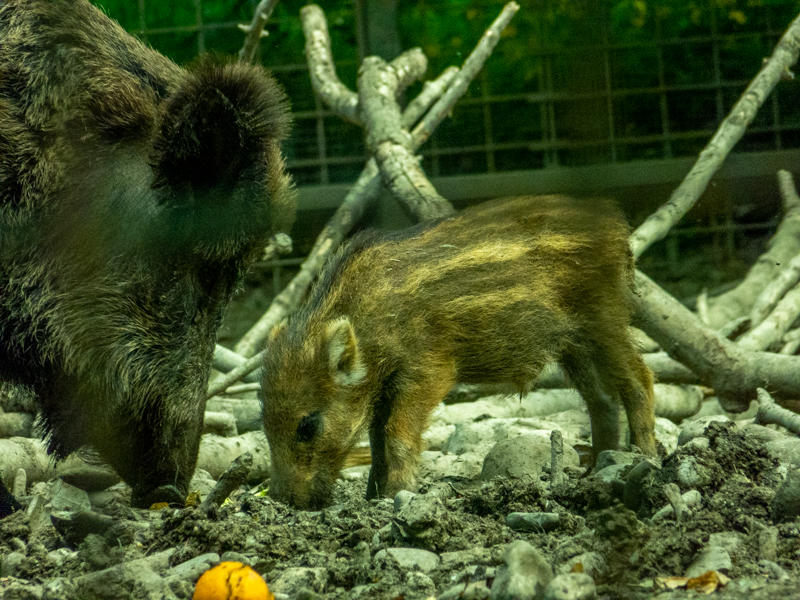 Carpathian wild boar (Sus scrofa)