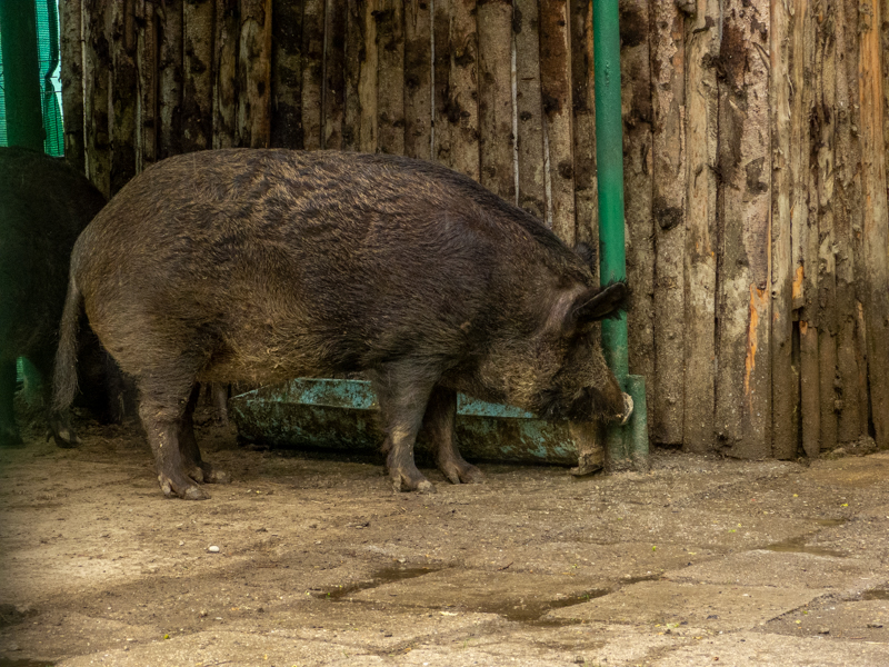 Carpathian wild boar (Sus scrofa)
