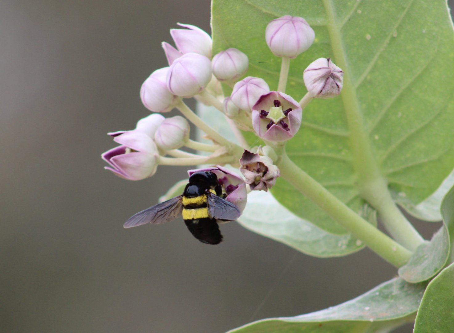 Carpenter bee - Xylocopa spec.