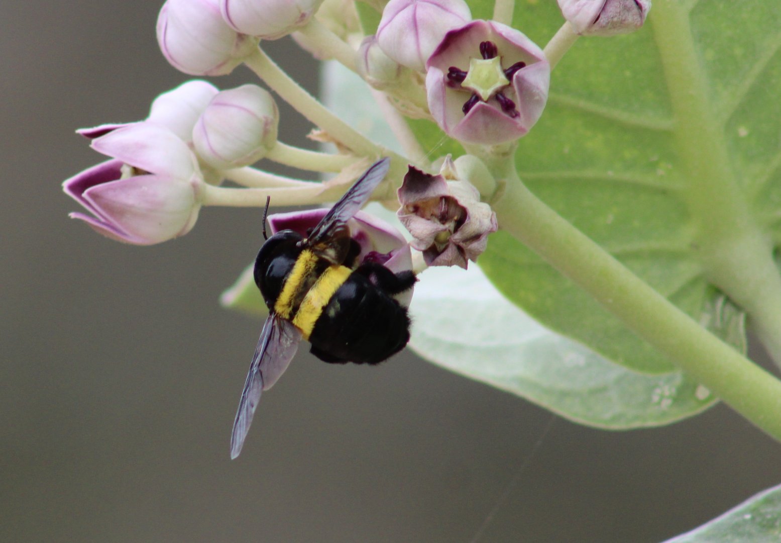 Carpenter bee - Xylocopa spec.