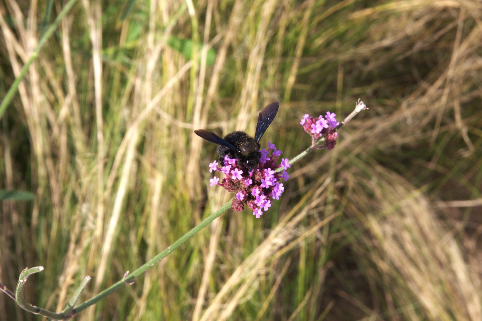 Carpenter Bee (Xylocopa) (Wild), 13-09-25