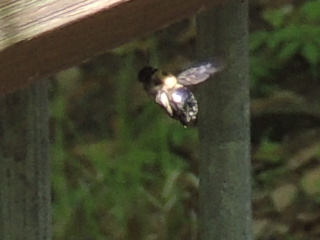 carpenter bee