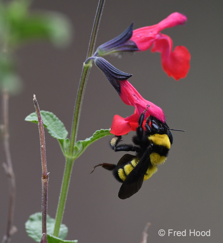 carpenter bee