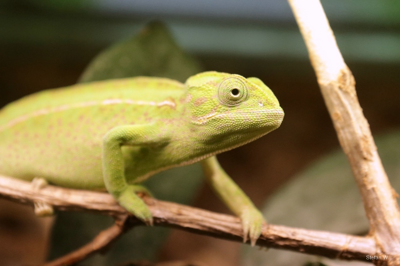 carpet chameleon (Furcifer lateralis)