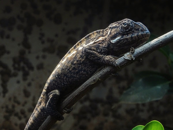 Carpet chameleon (Furcifer lateralis)