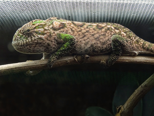 Carpet chameleon (Furcifer lateralis)