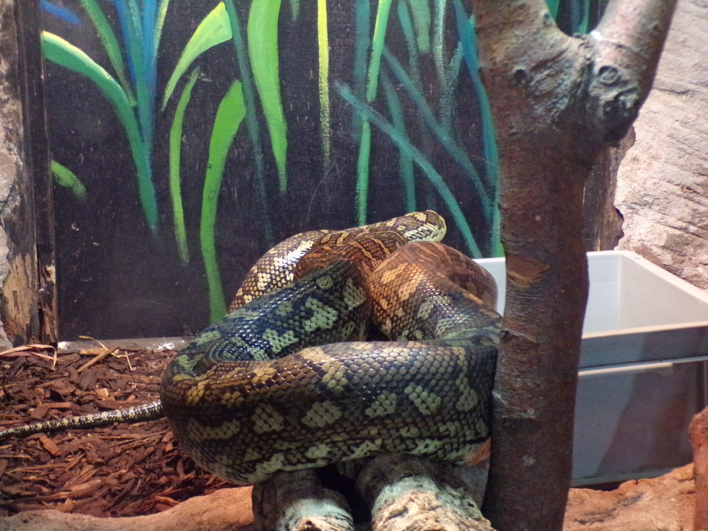 Carpet python 12.4.24