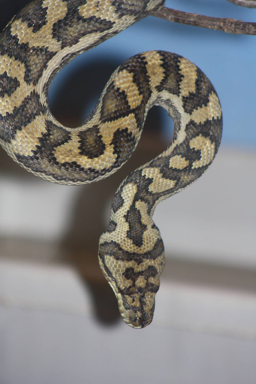 Carpet Python, 13th September 2013