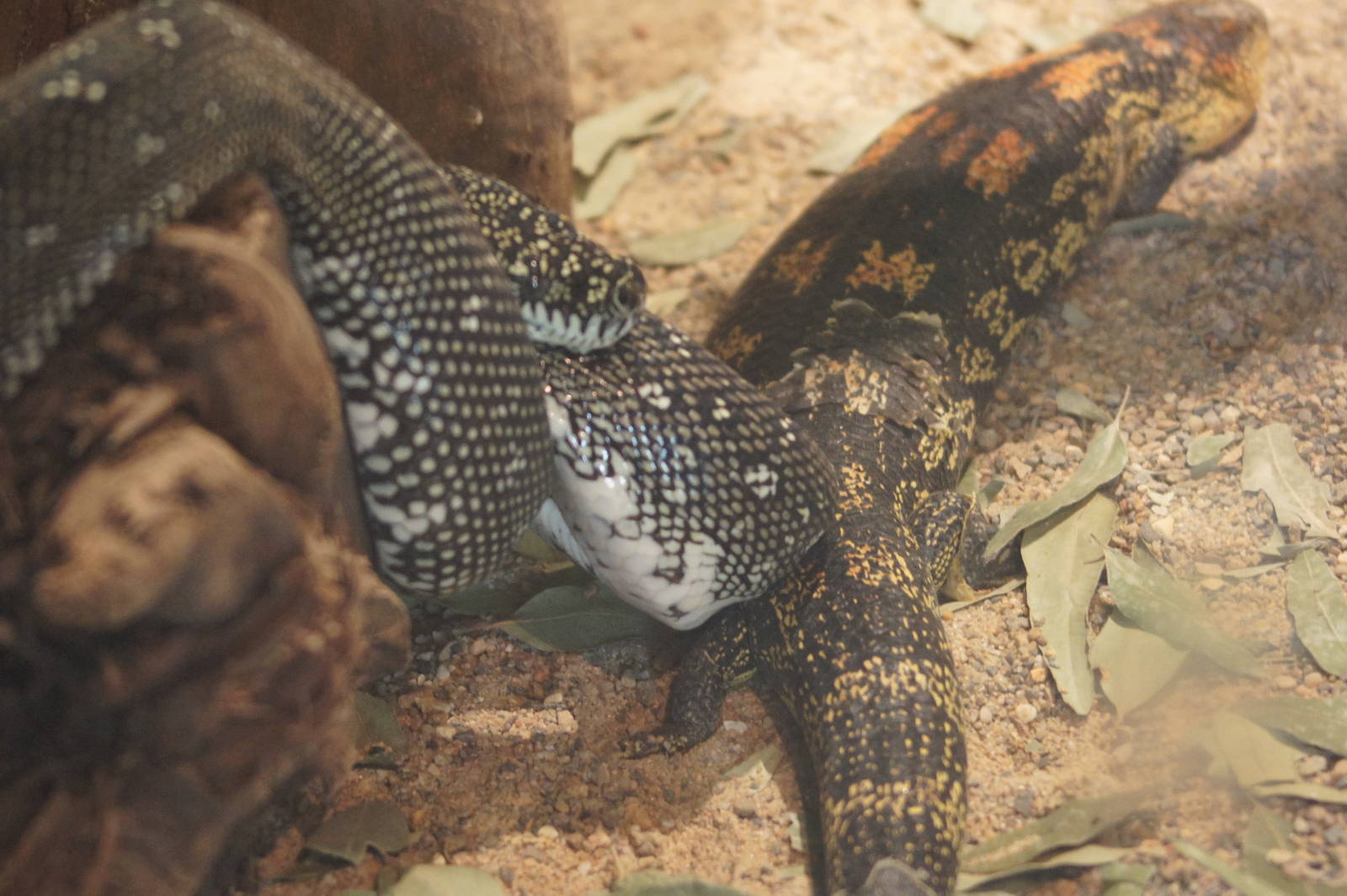 Carpet python and blotched bluetongue lizard