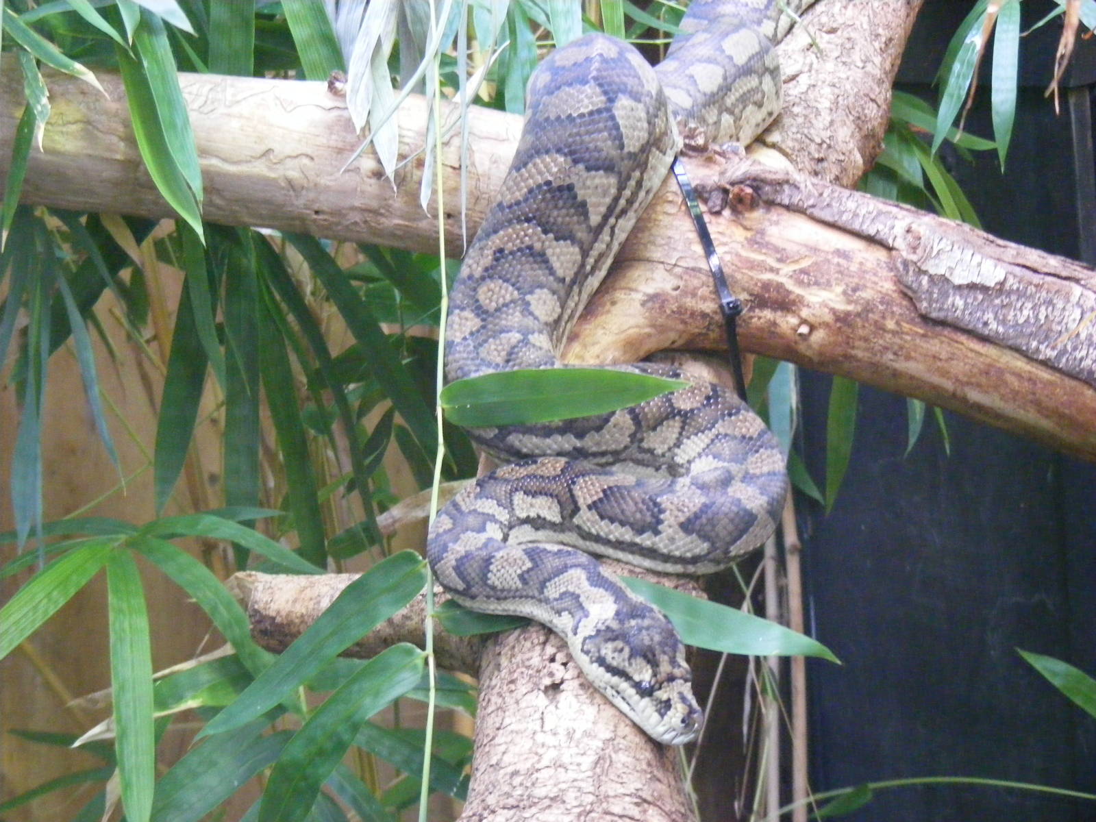 Carpet python at The Living Rainforest, 24 October 2010