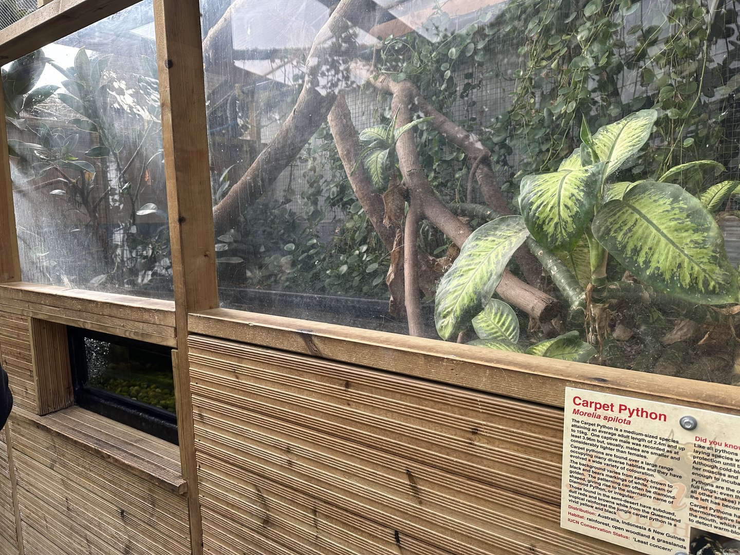 Carpet Python Enclosure at Johnsons of Old Hurst (October 2023)