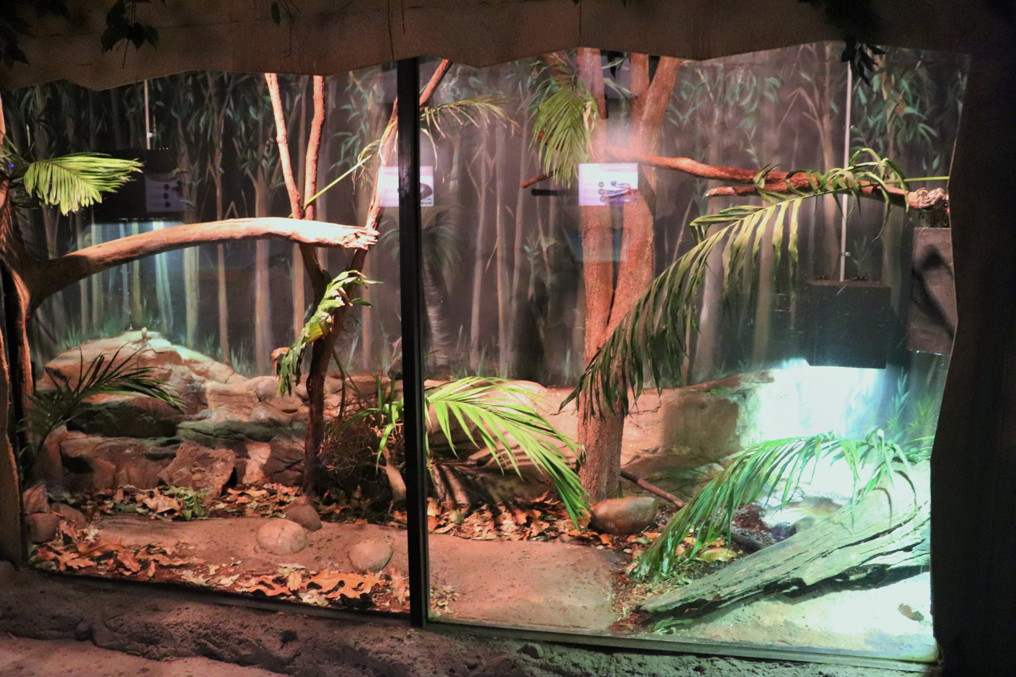 Carpet Python Enclosure