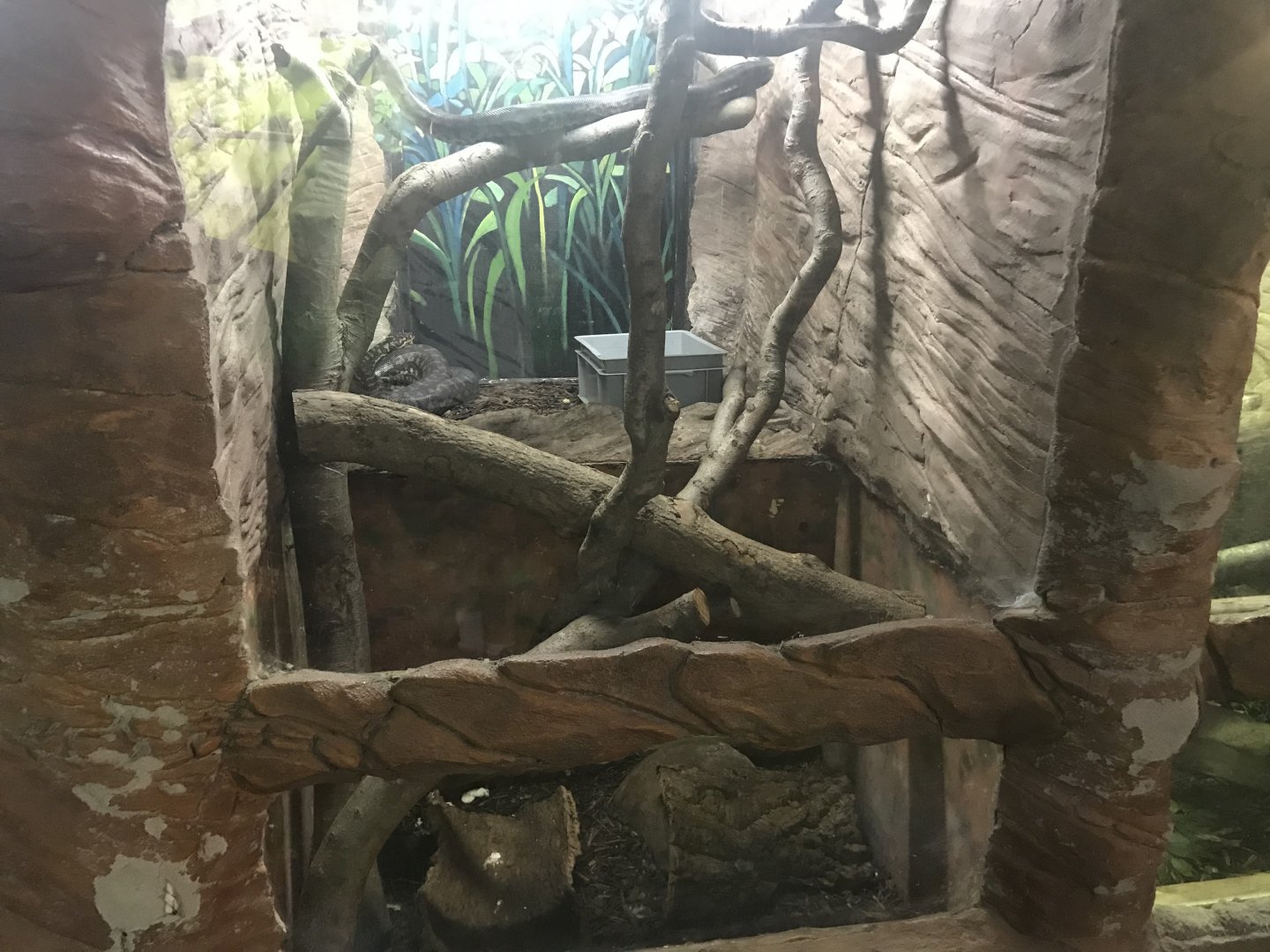 Carpet python enclosure