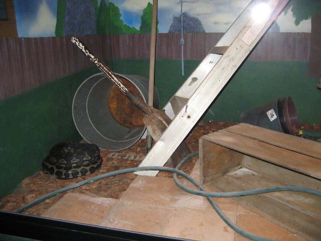 Carpet Python exhibit