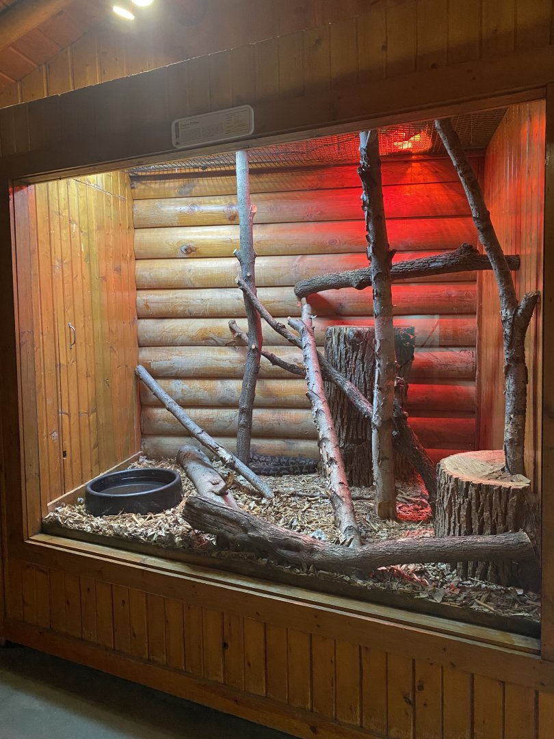 Carpet Python Exhibit
