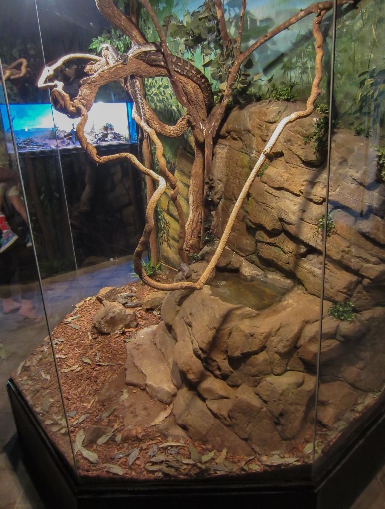 Carpet Python exhibit