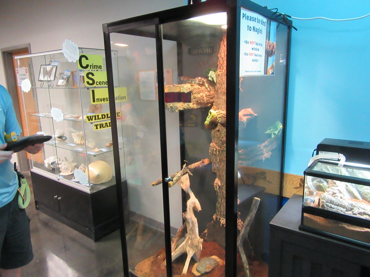 Carpet Python Exhibit