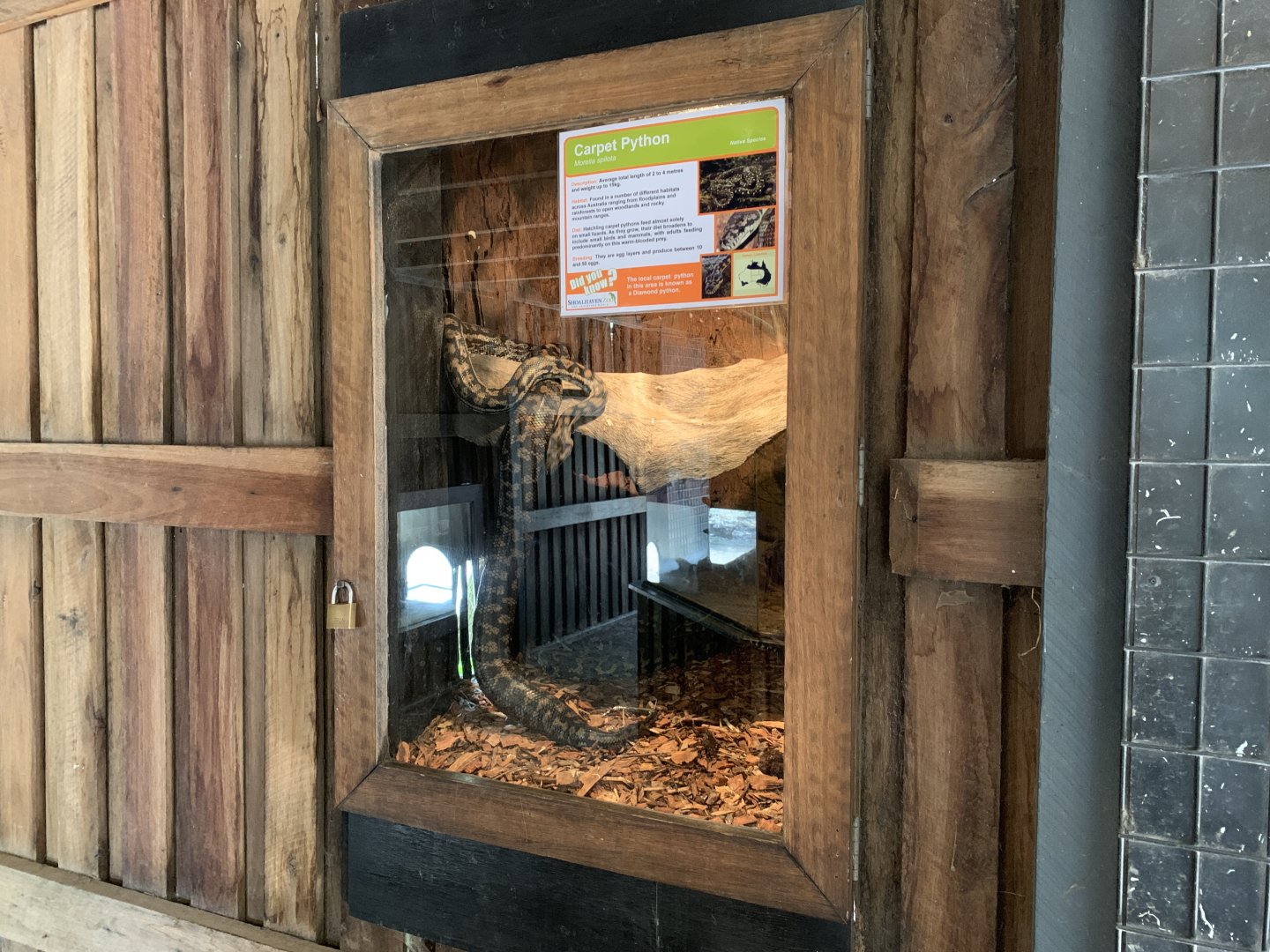 Carpet Python Exhibit