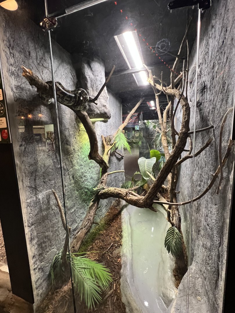 Carpet Python Exhibit