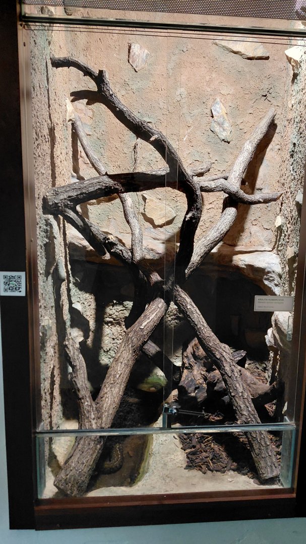 Carpet python exhibit