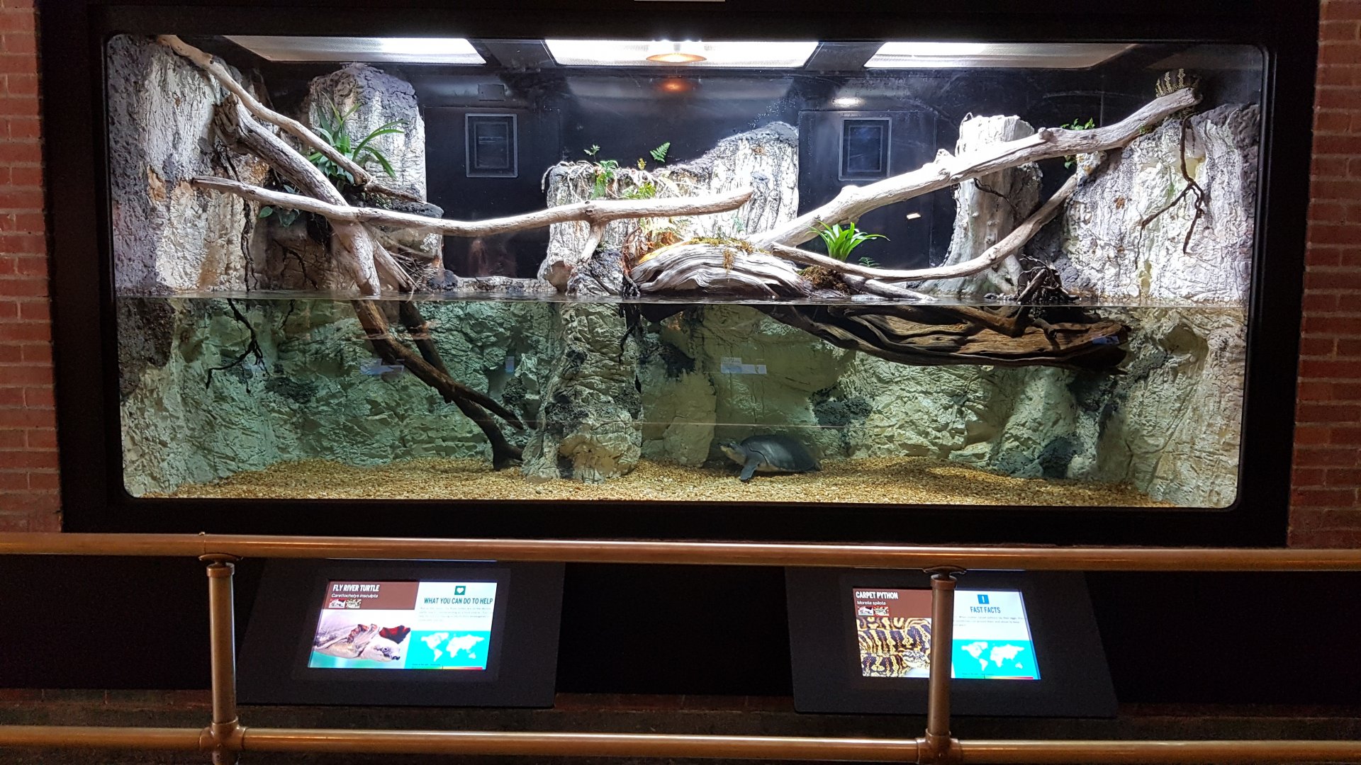 Carpet python & Fly river turtle