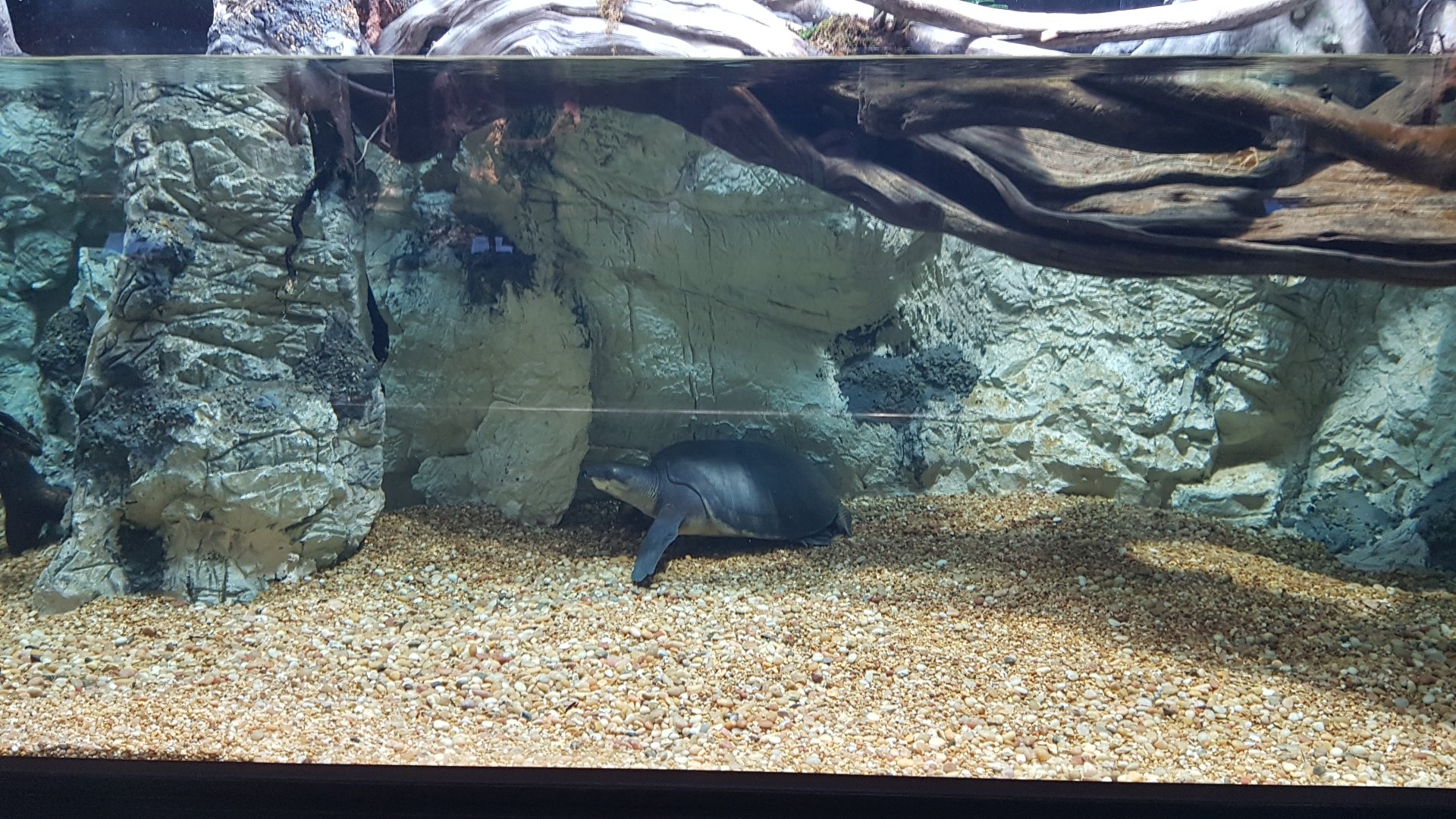 Carpet python & Fly river turtle