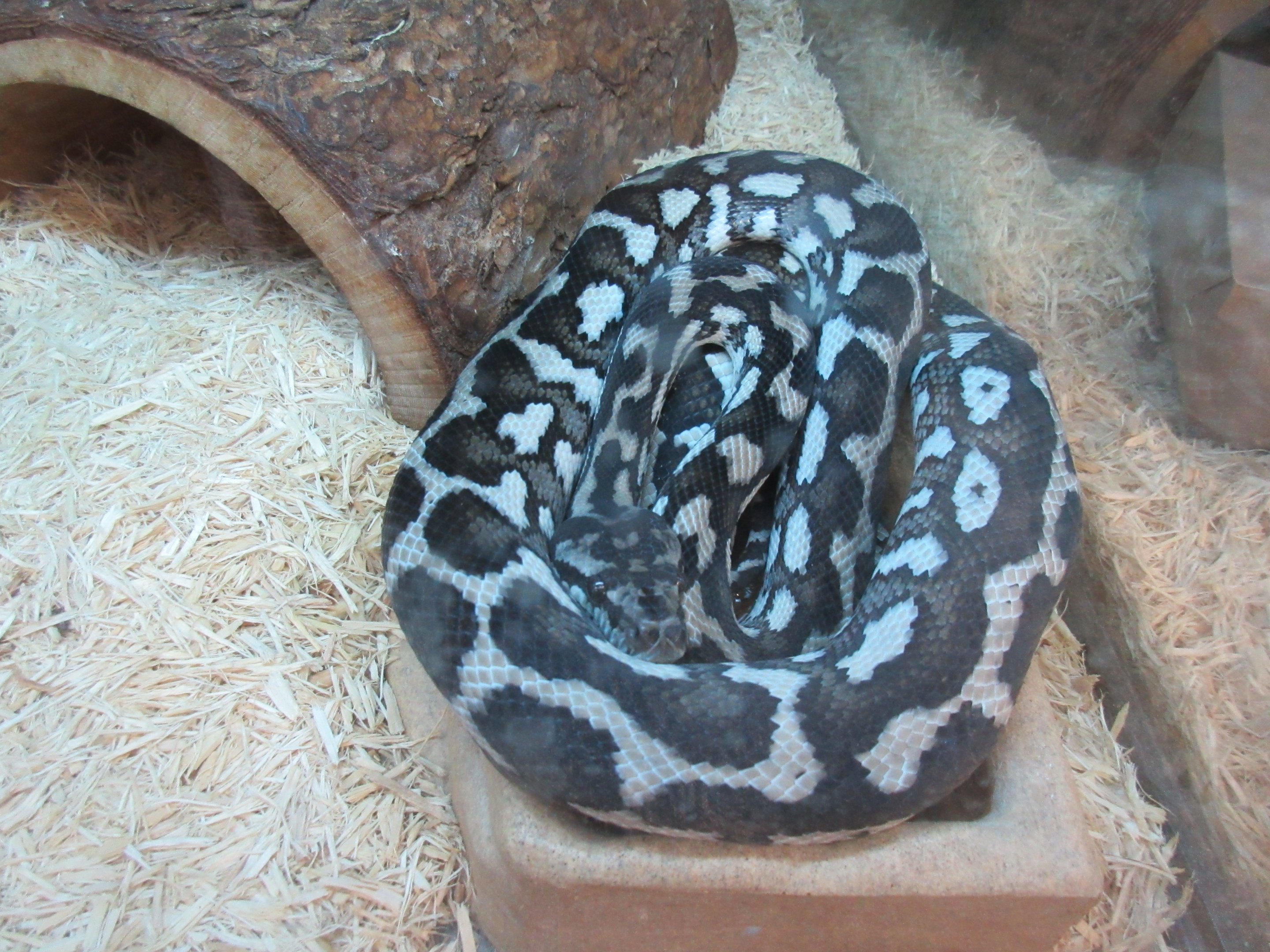 Carpet Python for $750 (Female Axantic Morph)
