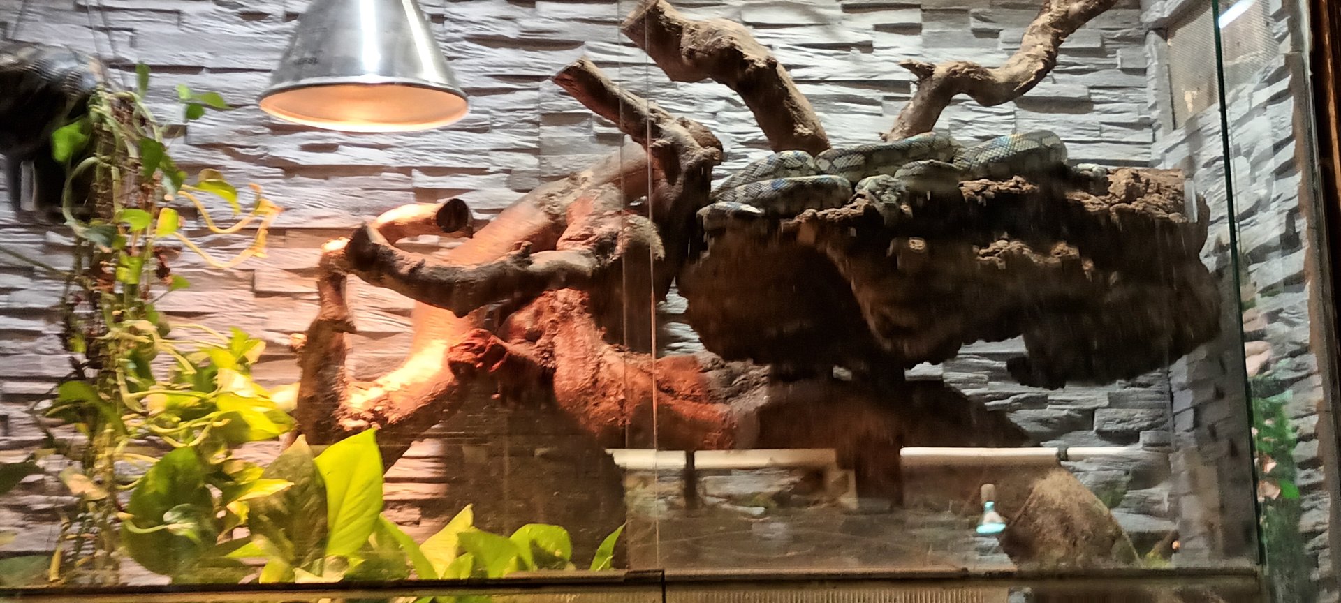 Carpet Python Habitat