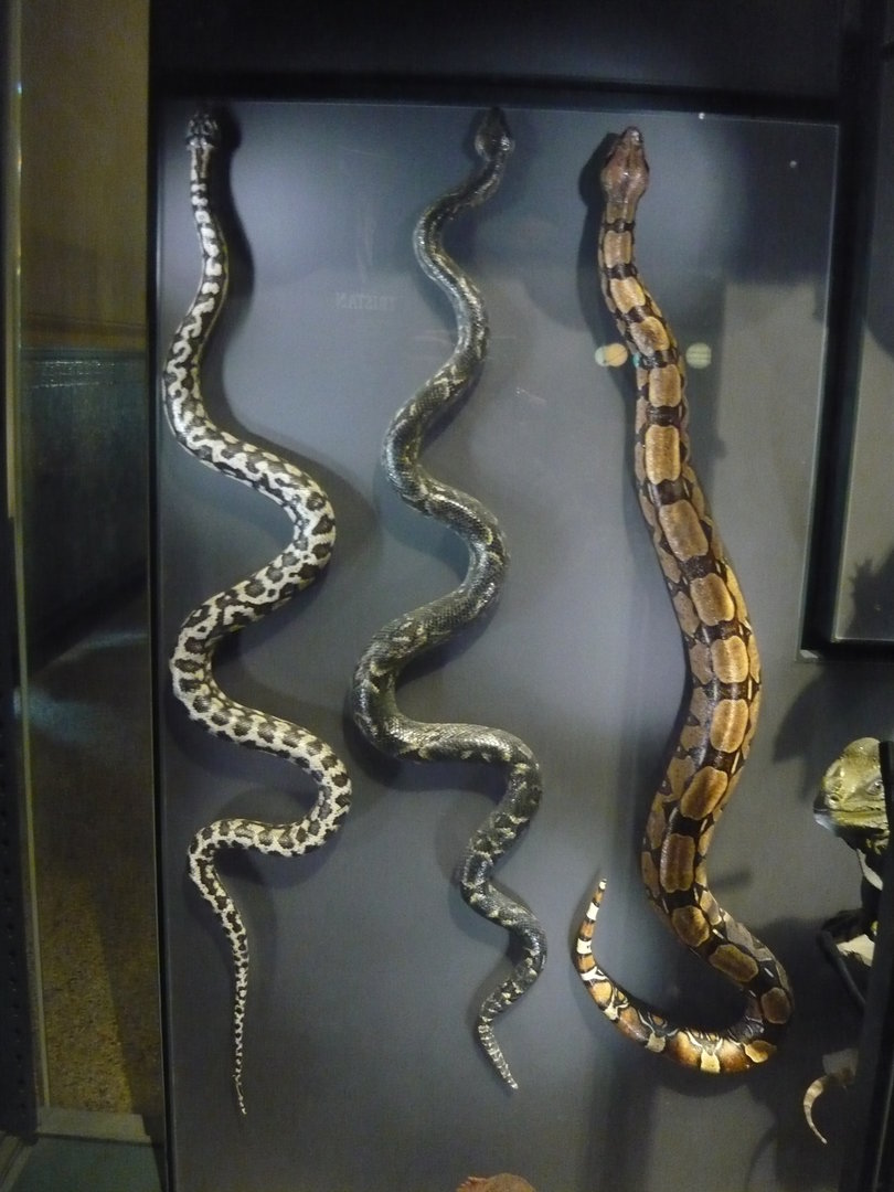 Carpet python, Malagasy tree boa and red-tailed boa