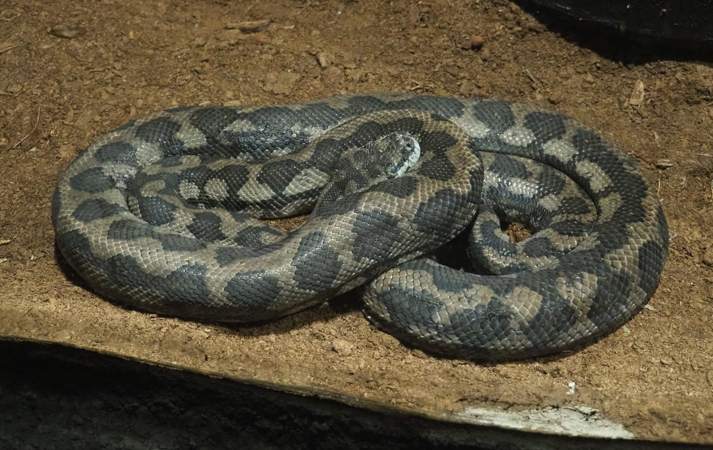 Carpet python (Morelia spilota), 2020-06-20