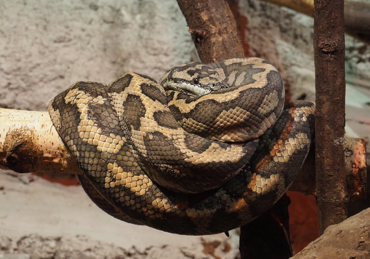 Carpet python (Morelia spilota), 2021-06-15