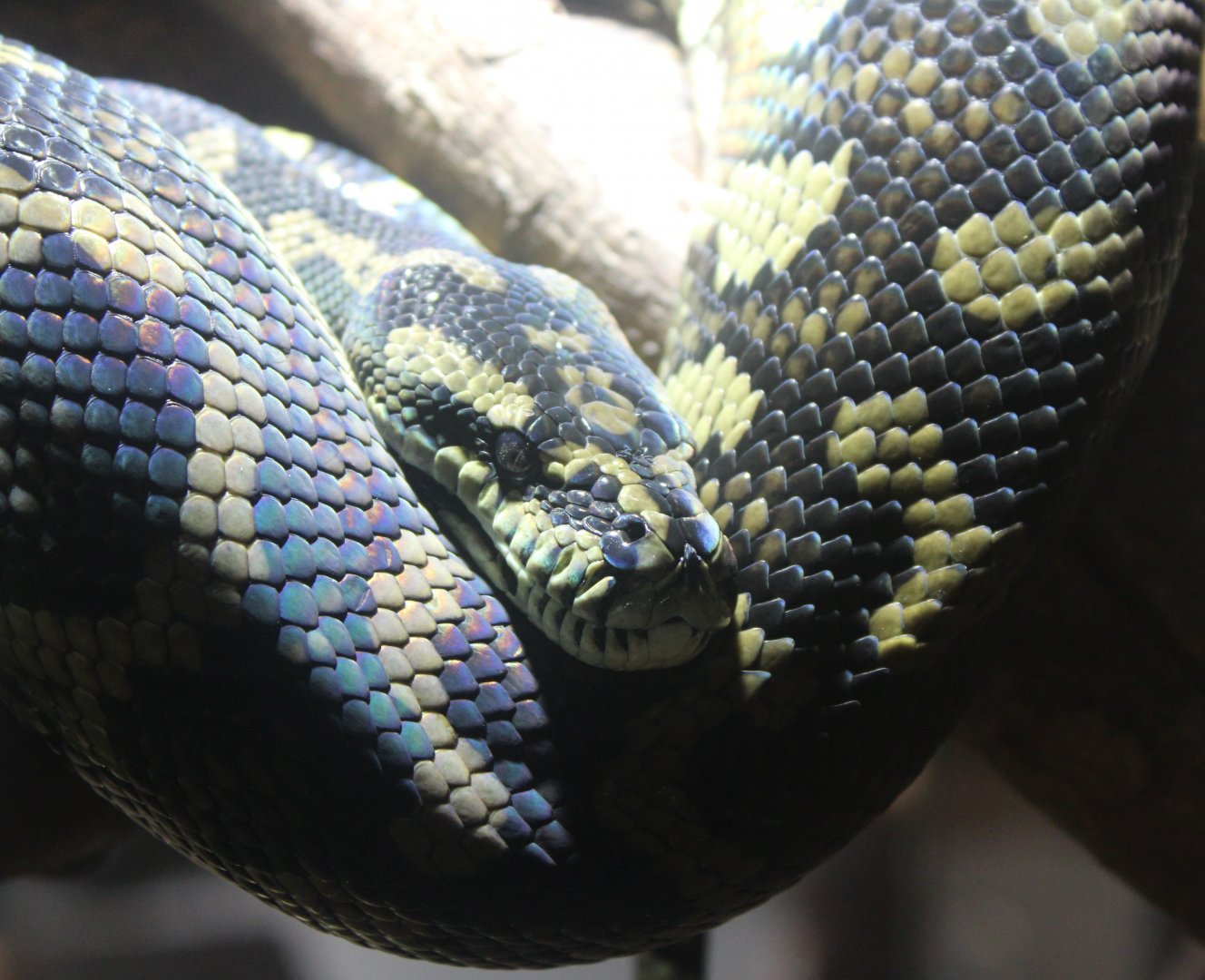 Carpet python - Morelia spilota cheynei