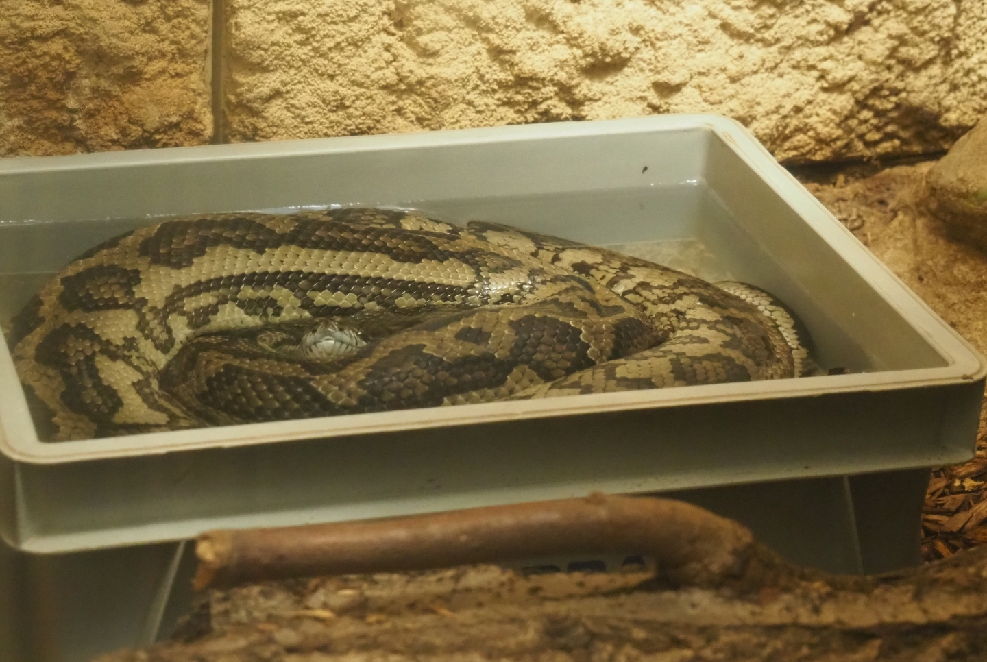 Carpet python (Morelia spilota variegata), 2019-04-20