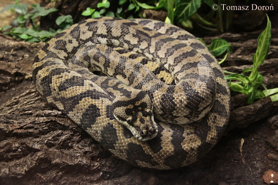 Carpet Python (Morelia spilota variegata)