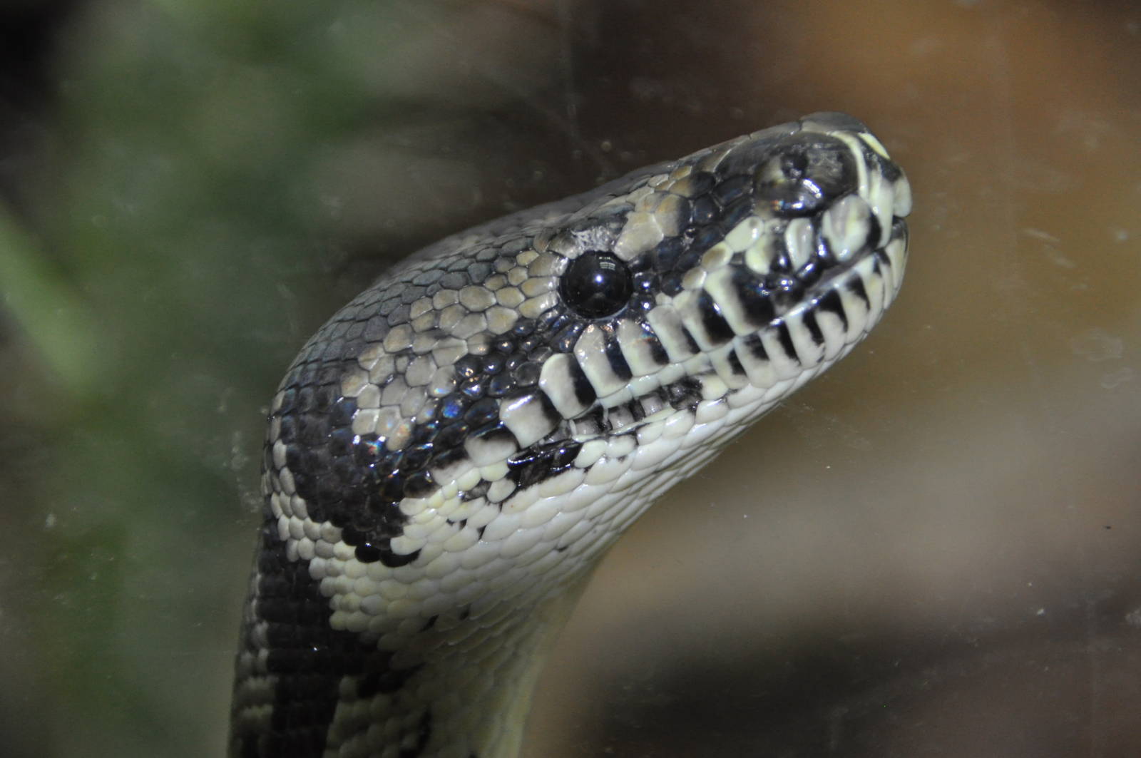Carpet python/ Morelia spilota variegata