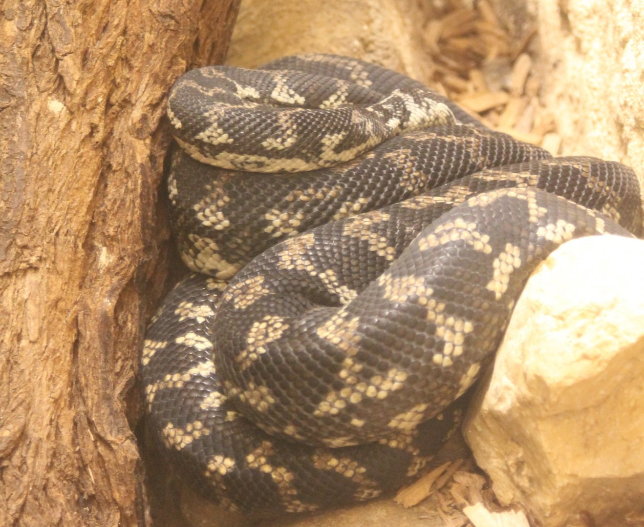 Carpet python - Morelia spilota variegata