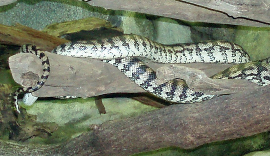 Carpet Python (Morelia spilota)