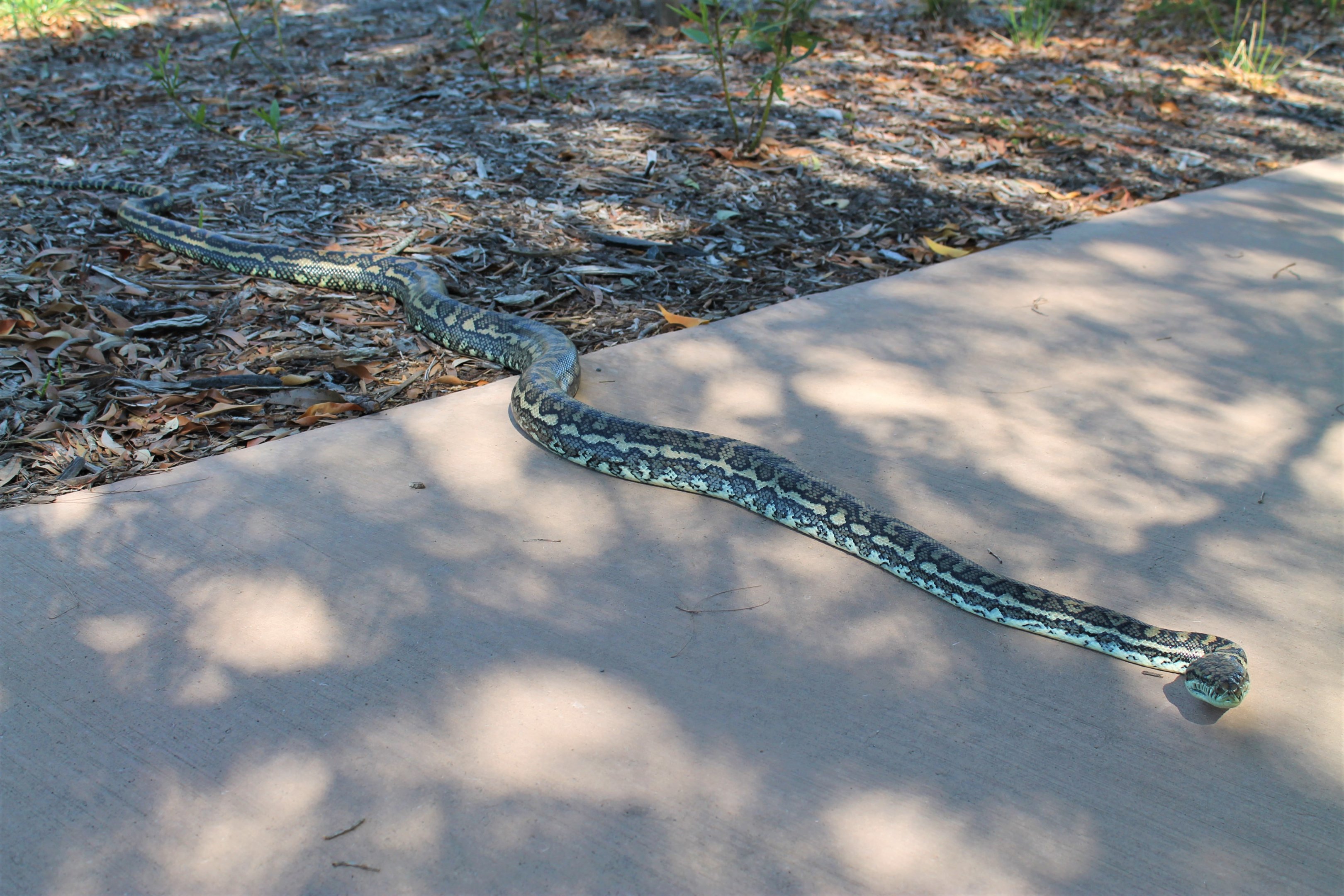 Carpet Python (Morelia spilota)