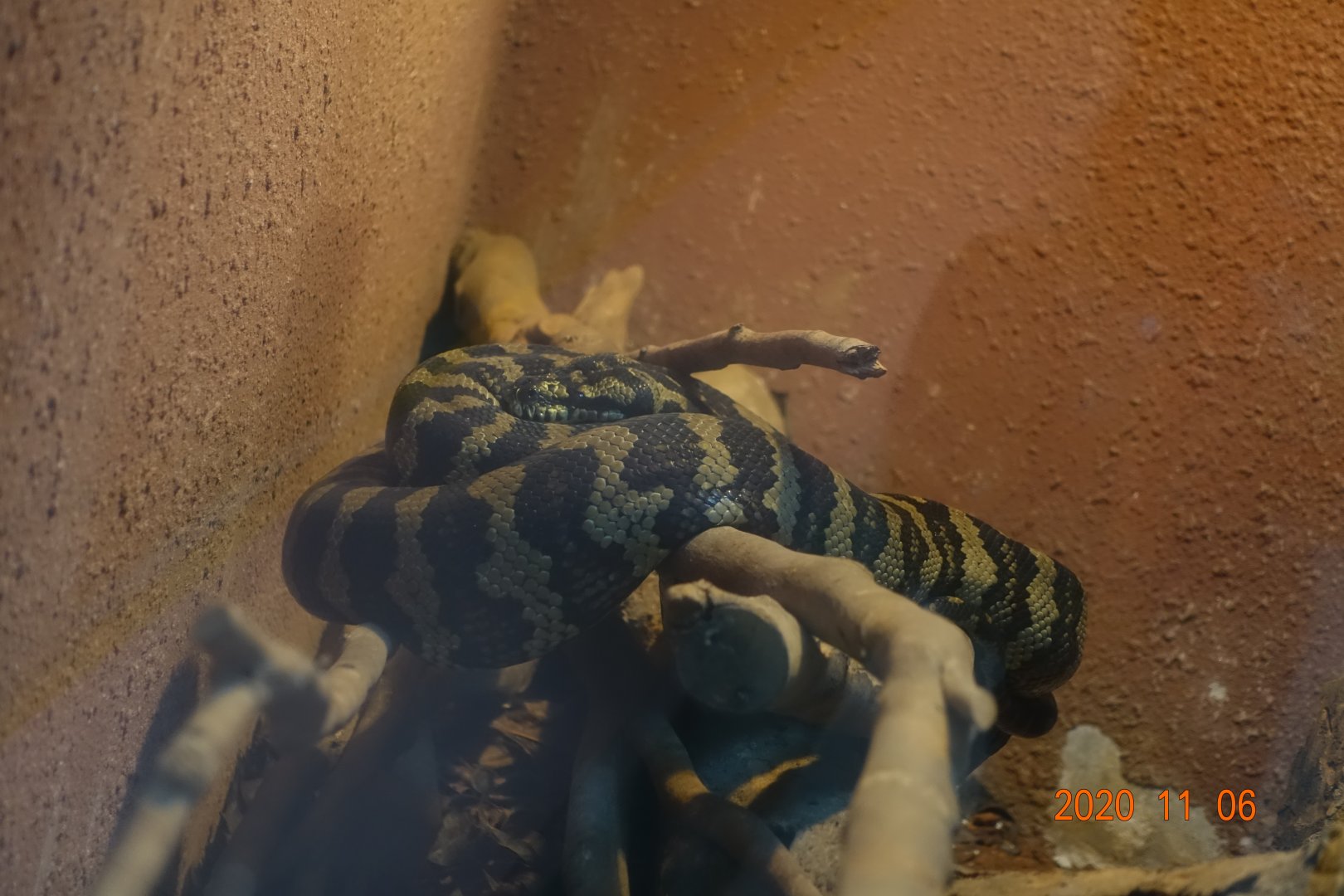 Carpet Python (Morelia spilota)