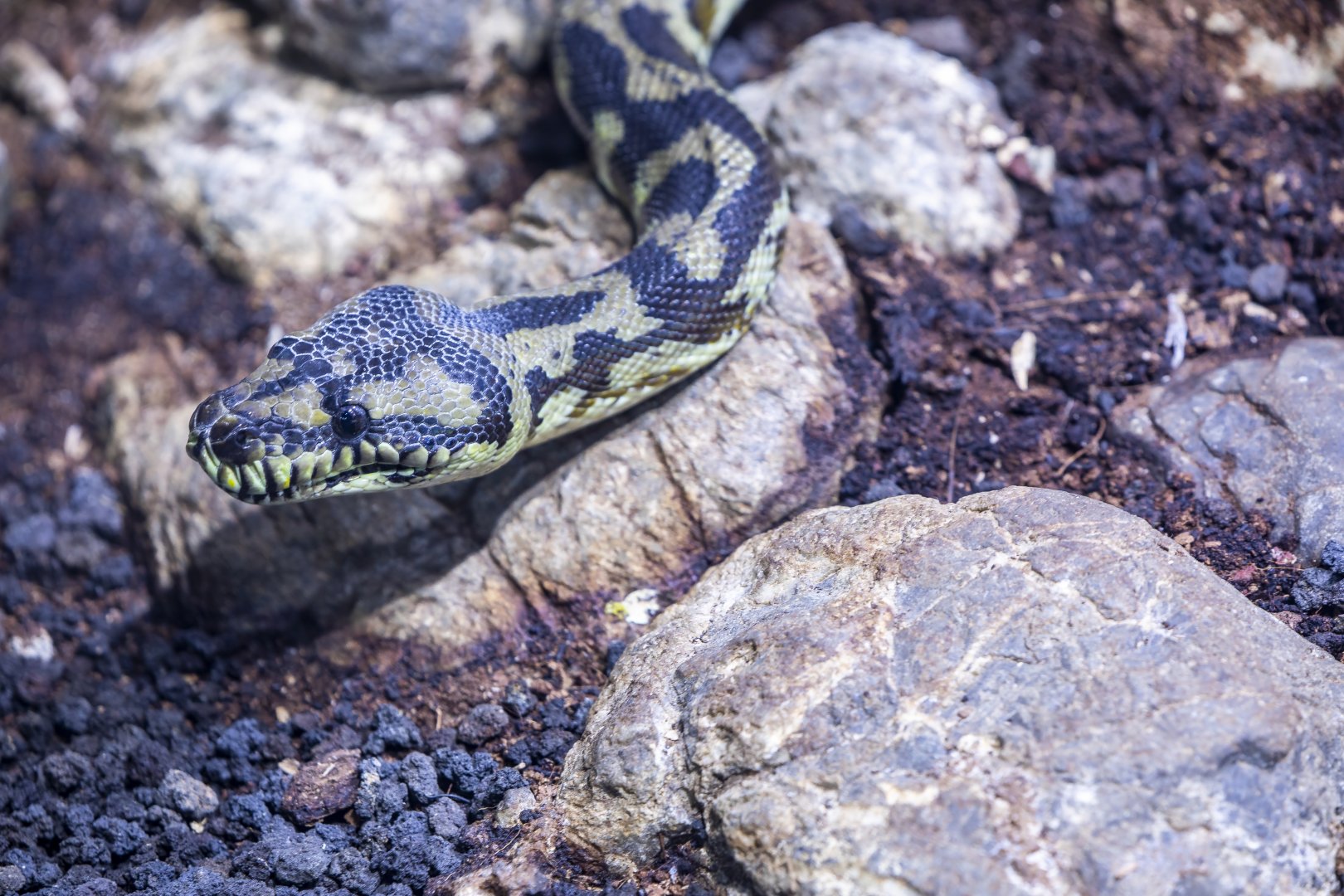 carpet python (Morelia spilota)