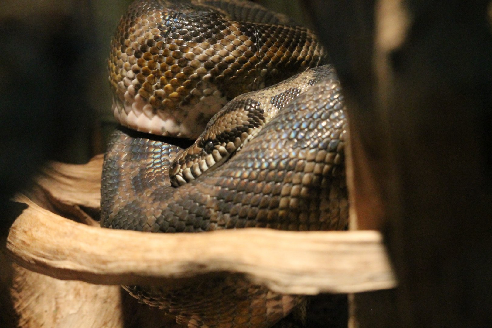 Carpet Python (Morelia spilota)