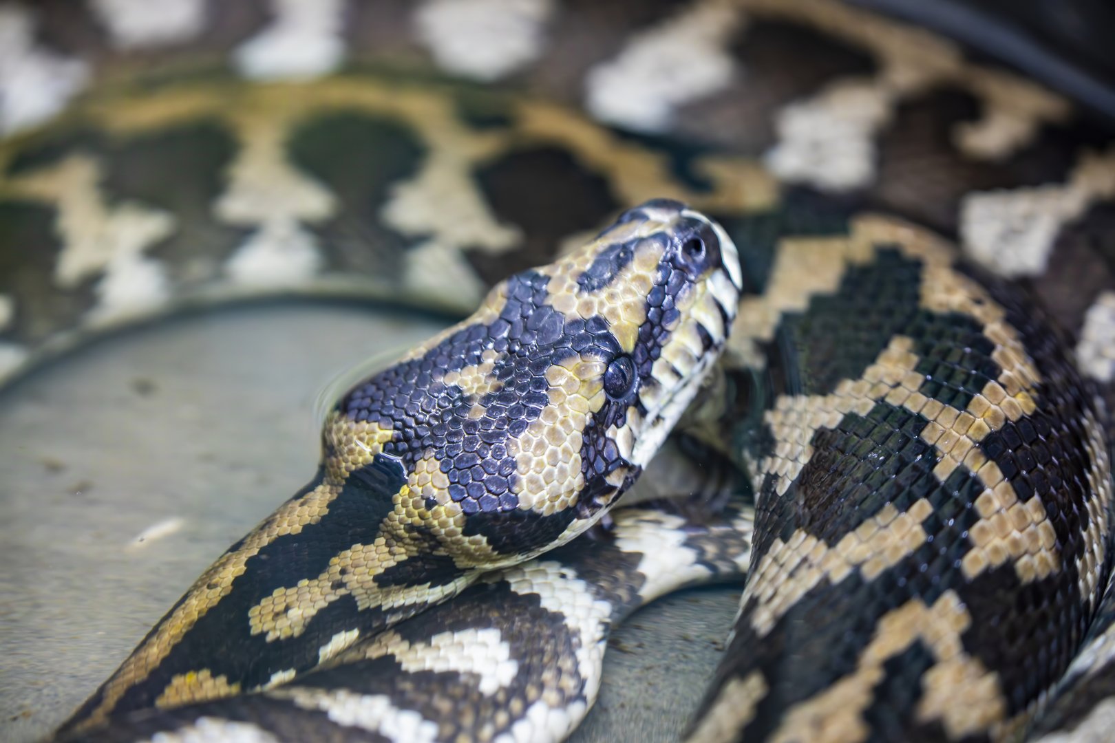 carpet python (Morelia spilota)