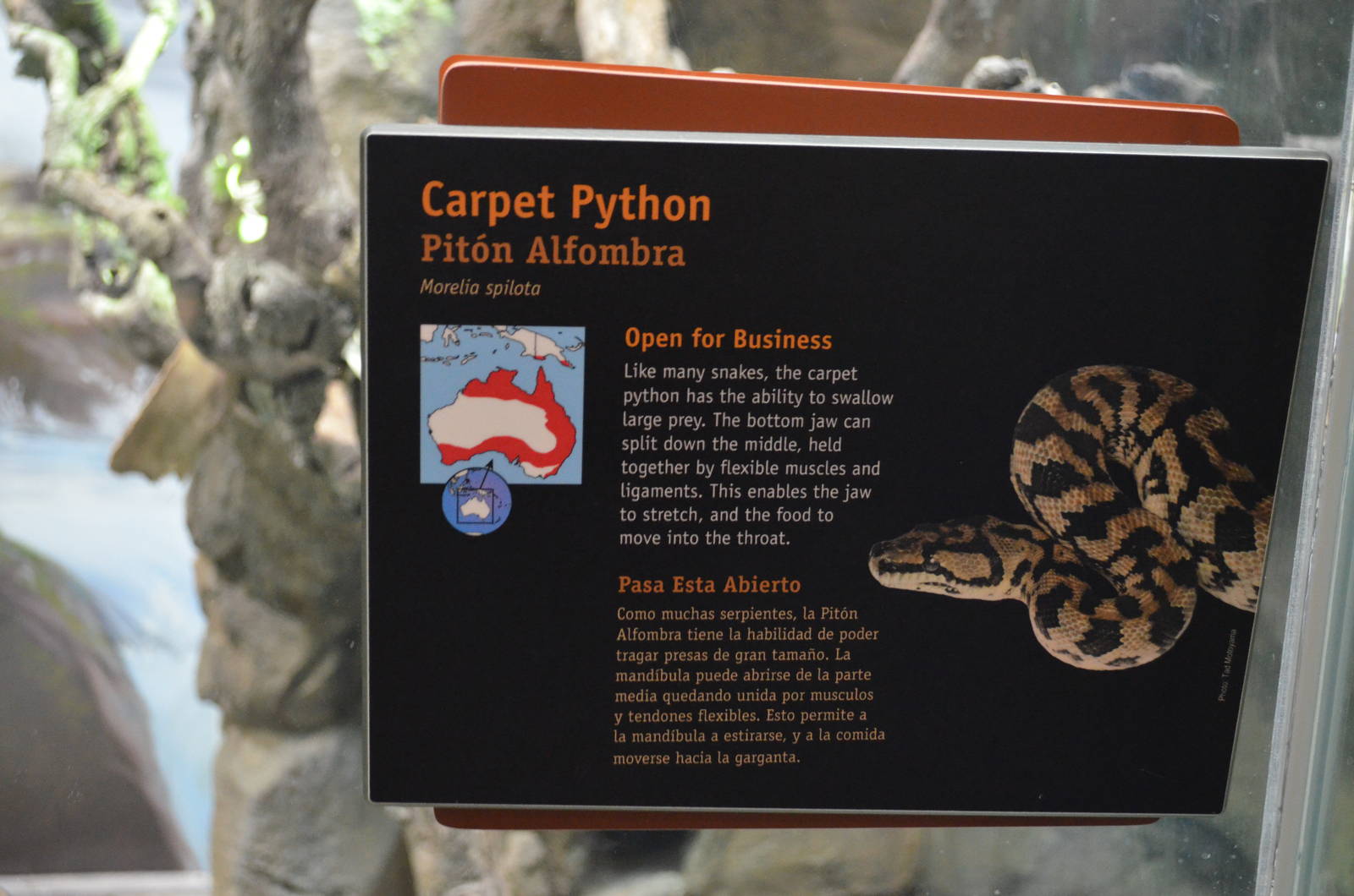 CARPET PYTHON SIGNAGE
