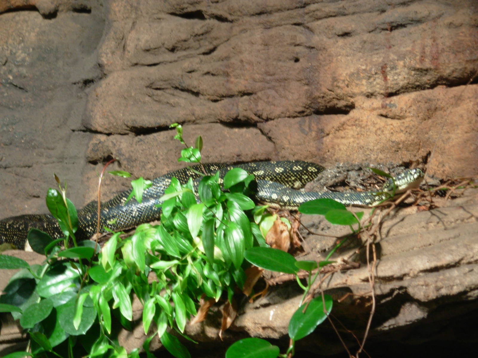 Carpet Python? - Sydney Wildlife World